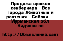 Продажа щенков сенбернара - Все города Животные и растения » Собаки   . Мурманская обл.,Видяево нп